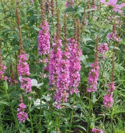 Tall, clump-forming herbaceous perennial with intense Purple-red flowers appear on tall flower spires above lance-shaped mid-green foliage. from early summer &nbsp;