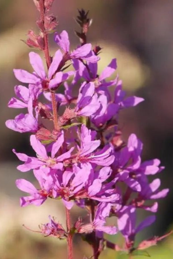 Lythrum virgatum 'Dropmore Purple' ntense purple-red flowers on elegant spires above lance-shaped mid-green foliage from early summer.