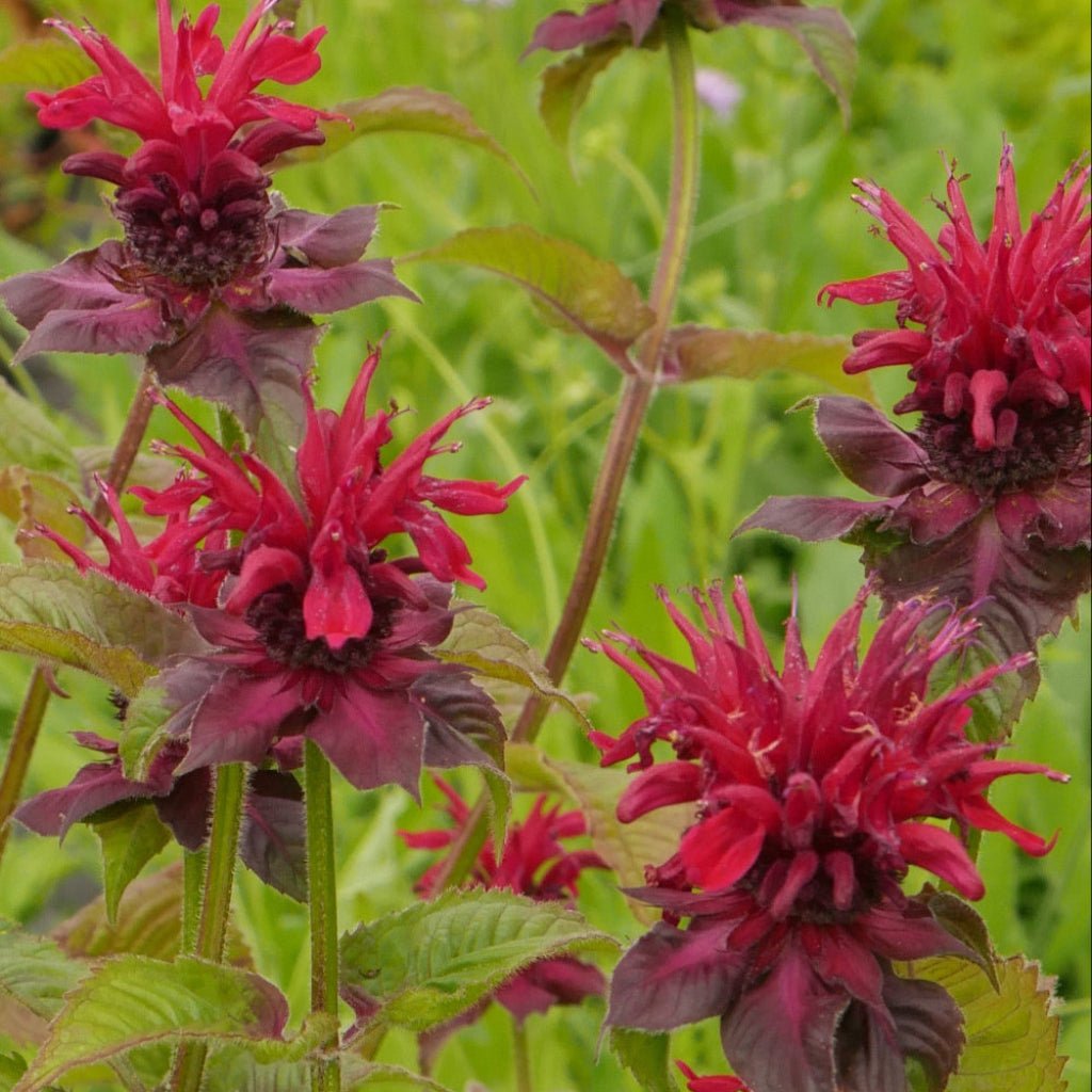 bee balm with vibrant scarlet-red blooms held in rounded clusters above fragrant, Monarda Fireball aromatic dark green foliage