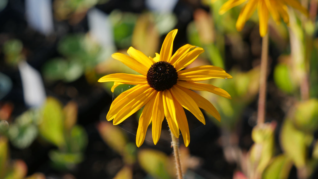 Rudbeckia fulgida s. 'Goldsturm' is a robust, clump-forming, herbaceous perennial boasting erect stems, narrow ovate leaves with a rough texture, and striking deep yellow flowers with dark central cone, flowers throughout the summer months. 