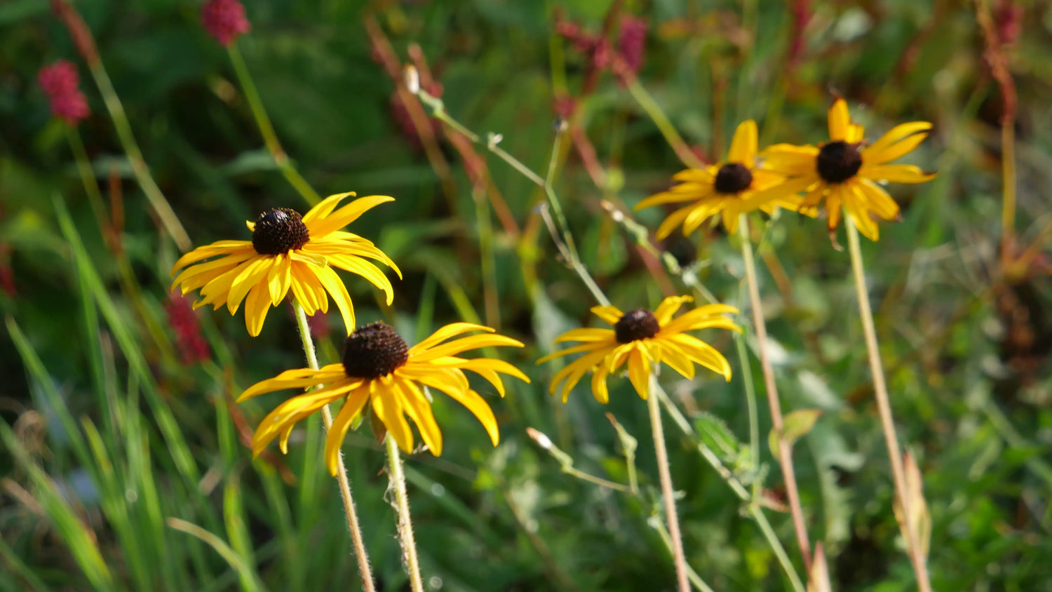 fulgida var. deamii features clump-forming, ovate, textured dark-green leaves and graceful, upright, leafy stems that boast daisy-like, golden-yellow flowers from late summer through mid-autumn, creating a stunning display.