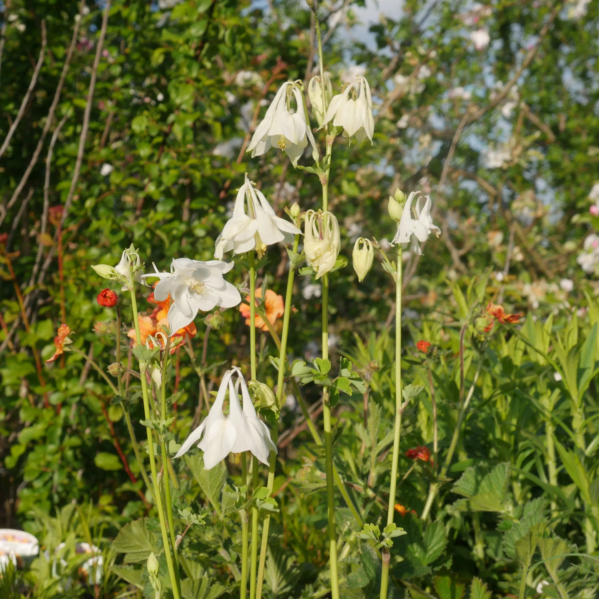 This plant features upright growth, with divided, bright green leaves that add a light touch to any garden. Aquilegia vulgaris 'Alba' delicate flowers are single and pure white, with short, curled spurs that add to its delicate appearance.