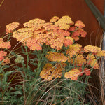 Large clusters of tiny, yellow-orange flowers on upright stems throughout summer, Achillea 'Inca Gold' loves a sunny spot