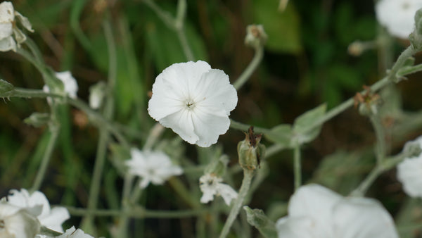 Lychnis (Silene) coronaria 'Alba'