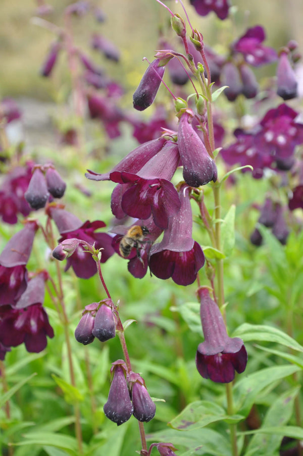 Penstemon 'Raven'