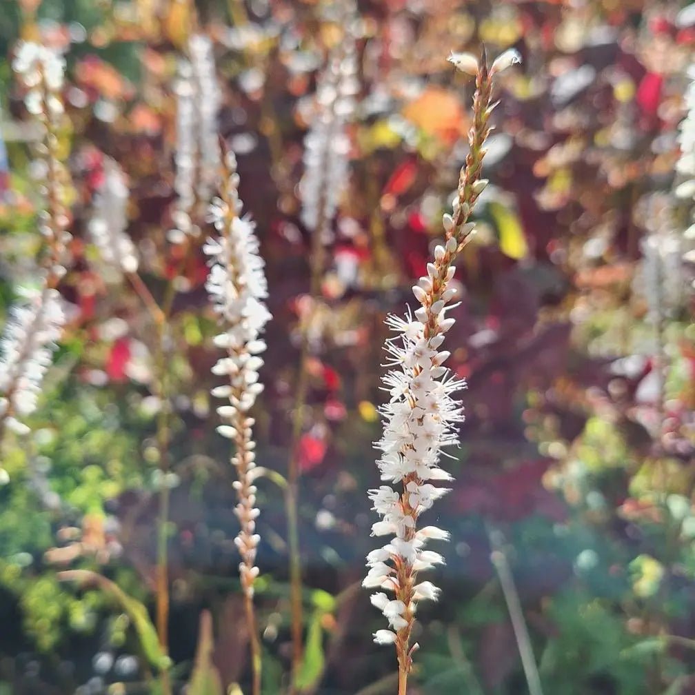 Large, pointed oval foliage. delicate bell-shaped white flowers emerge in slender spikes, creating a striking vertical accent. From midsummer through early autumn, 