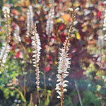 Large, pointed oval foliage. delicate bell-shaped white flowers emerge in slender spikes, creating a striking vertical accent. From midsummer through early autumn, 