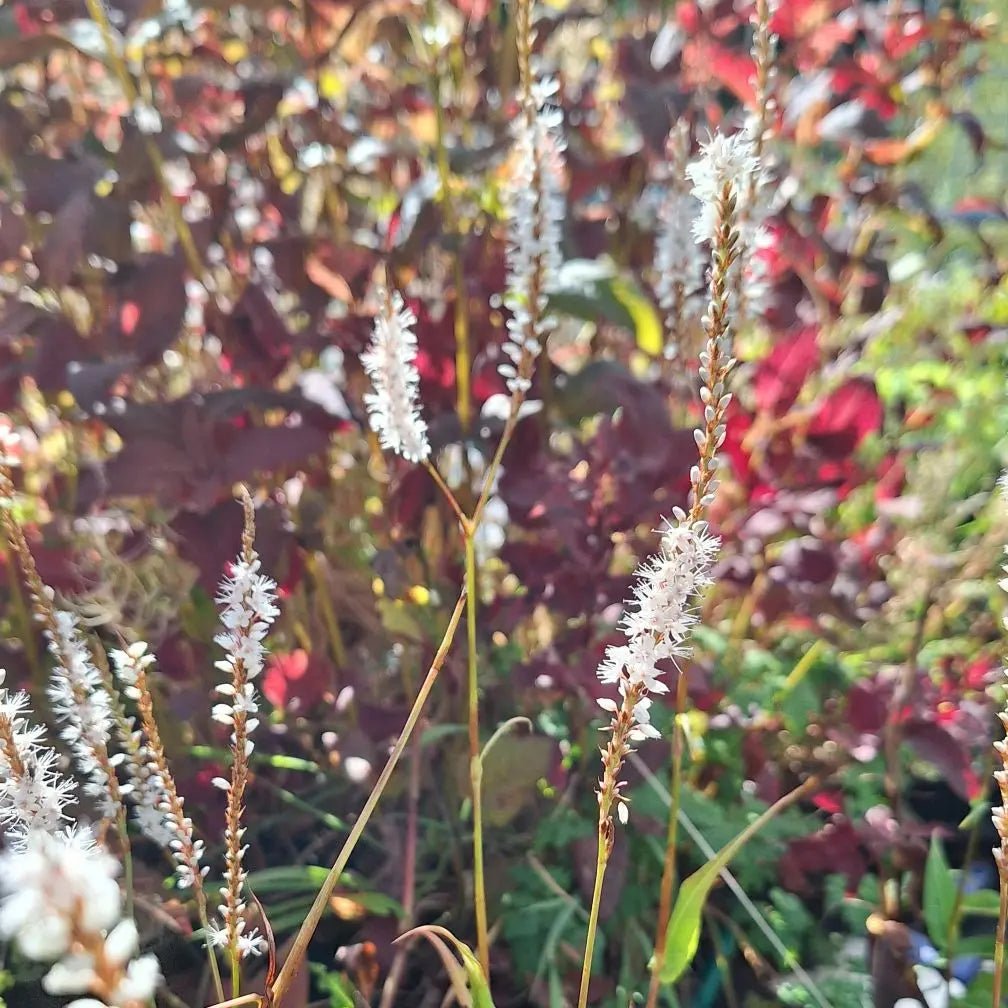 Large, pointed oval foliage. delicate bell-shaped white flowers emerge in slender spikes, creating a striking vertical accent. From midsummer through early autumn, 