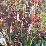 Large, pointed oval foliage. delicate bell-shaped white flowers emerge in slender spikes, creating a striking vertical accent. From midsummer through early autumn, 