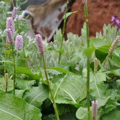 Stunning perennial that provides lush ground cover with mid-green, large, ovate leaves and soft pink candyfloss-like flowers on tall slender stems. This plant is ideal for adding interest to your garden from early summer.