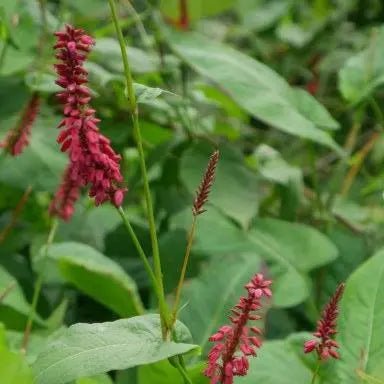 perennial boasts an upright, clump-forming growth habit and features ovate to lance-shaped, pointed, leathery, mid- to dark green leaves. Showcasing long-stalked, slender spikes of tiny, dark red to maroon flowers,