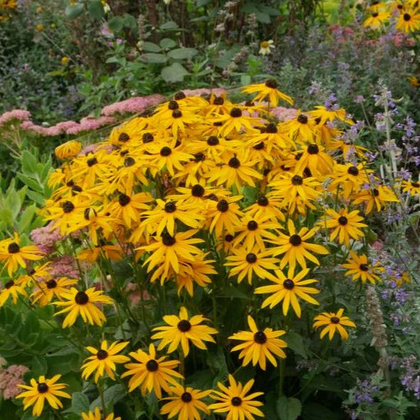 Rudbeckia fulgida s. 'Goldsturm' is a robust, clump-forming, herbaceous perennial boasting erect stems, narrow ovate leaves with a rough texture, and striking deep yellow flowers with dark central cone, flowers throughout the summer months. 