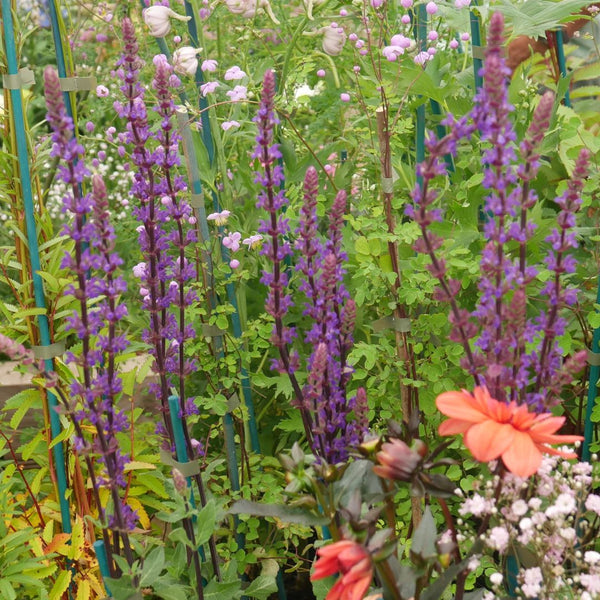 Salvia nemorosa 'Caradonna'