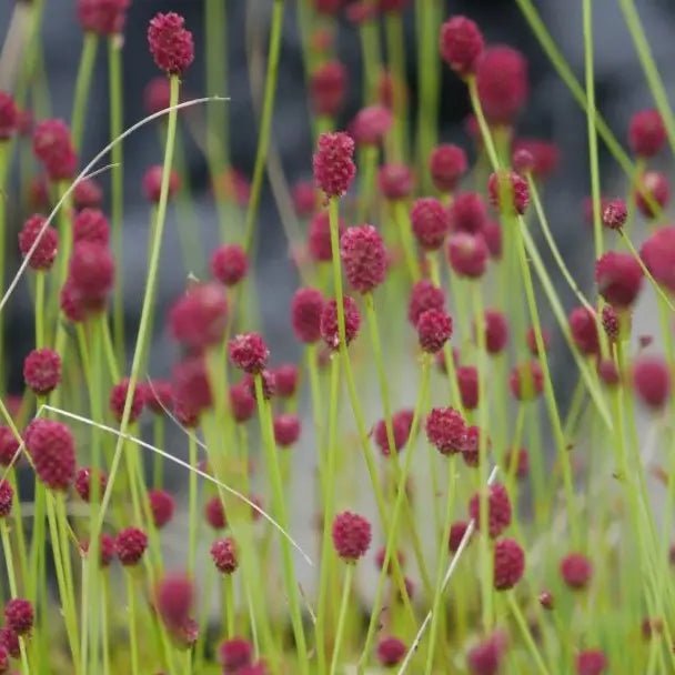 Compact clumps with blue-green, foliage has serrated edge that is intricately divided into elongated leaflets. From summer to autumn, it showcases petite, rich red flowers in cylindrical clusters thin, branched stalks above its greenery.&nbsp;