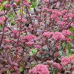 Its thick, oval-shaped leaves are a deep purple colour, and it produces small, star-shaped, pink flowers in clusters at the top of its stems, Sedum 'José Aubergine' will flower from late summer through autumn.