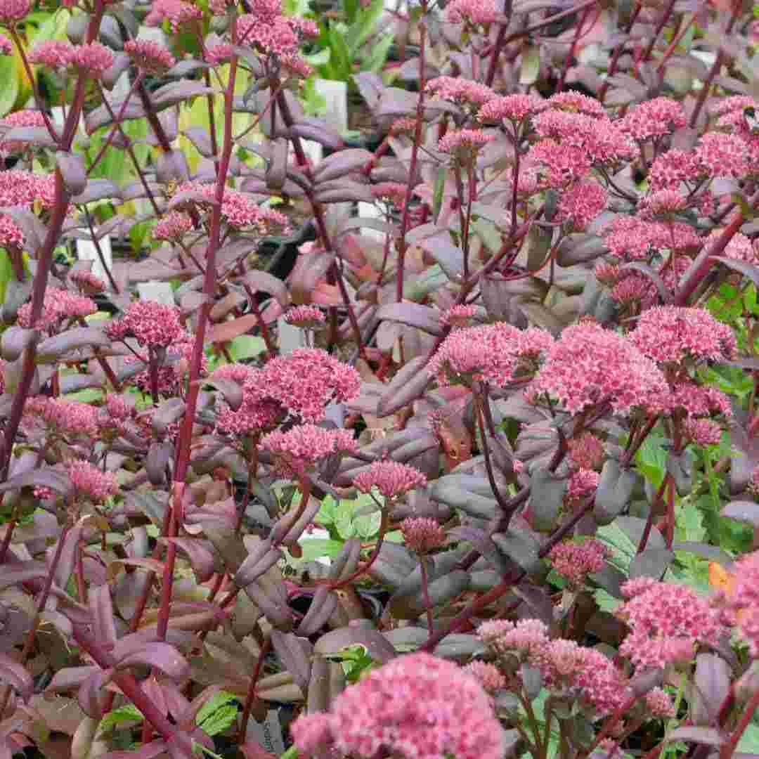 Its thick, oval-shaped leaves are a deep purple colour, and it produces small, star-shaped, pink flowers in clusters at the top of its stems, Sedum 'José Aubergine' will flower from late summer through autumn.