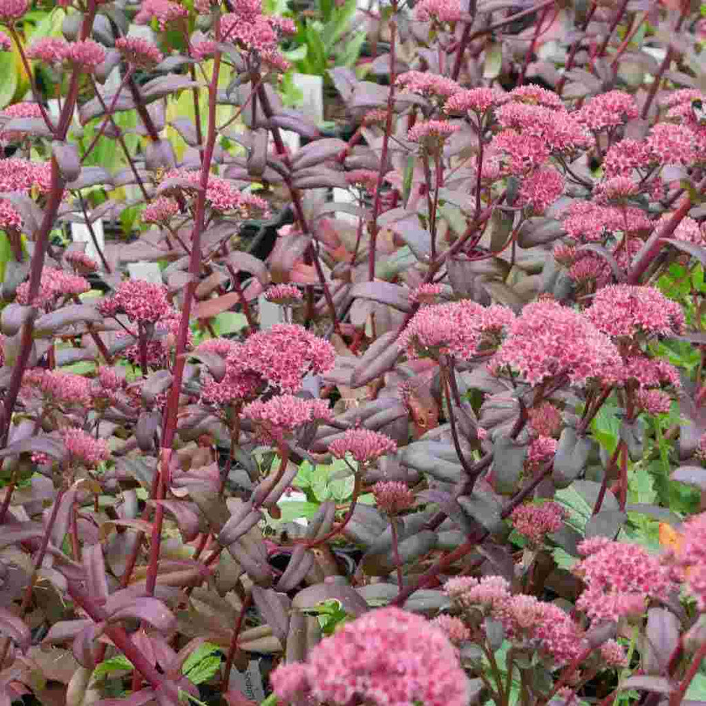 Sedum 'José Aubergine' compact herbaceous plant that grows in clusters. Its thick, oval-shaped leaves are a deep purple colour, and it produces small, star-shaped, pink flowers in clusters at the top of its stems from late summer through autumn.