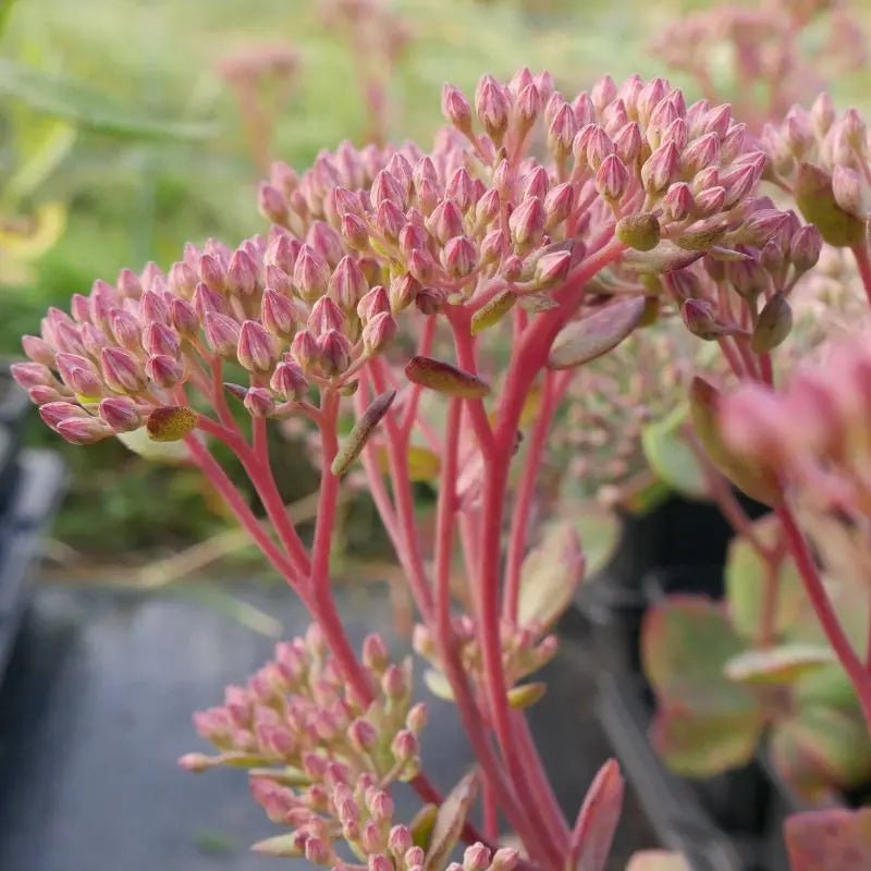 Upright perennial, features large, ovate grey-green leaves that boast a rich Red-Purple hue. In summer and autumn, it produces dense clusters of delicate pale pink flowers, Sedum 'Matrona' lending a beautiful autumnal colour to any garden.