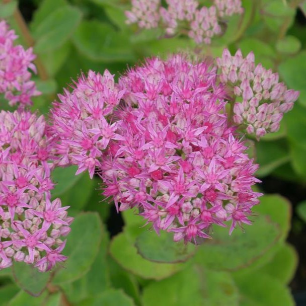 Its dark green leaves, accented by red stems, provide a stunning backdrop for the soft pink flowers that bloom in late summer and early autumn. colourful addition to your garden.