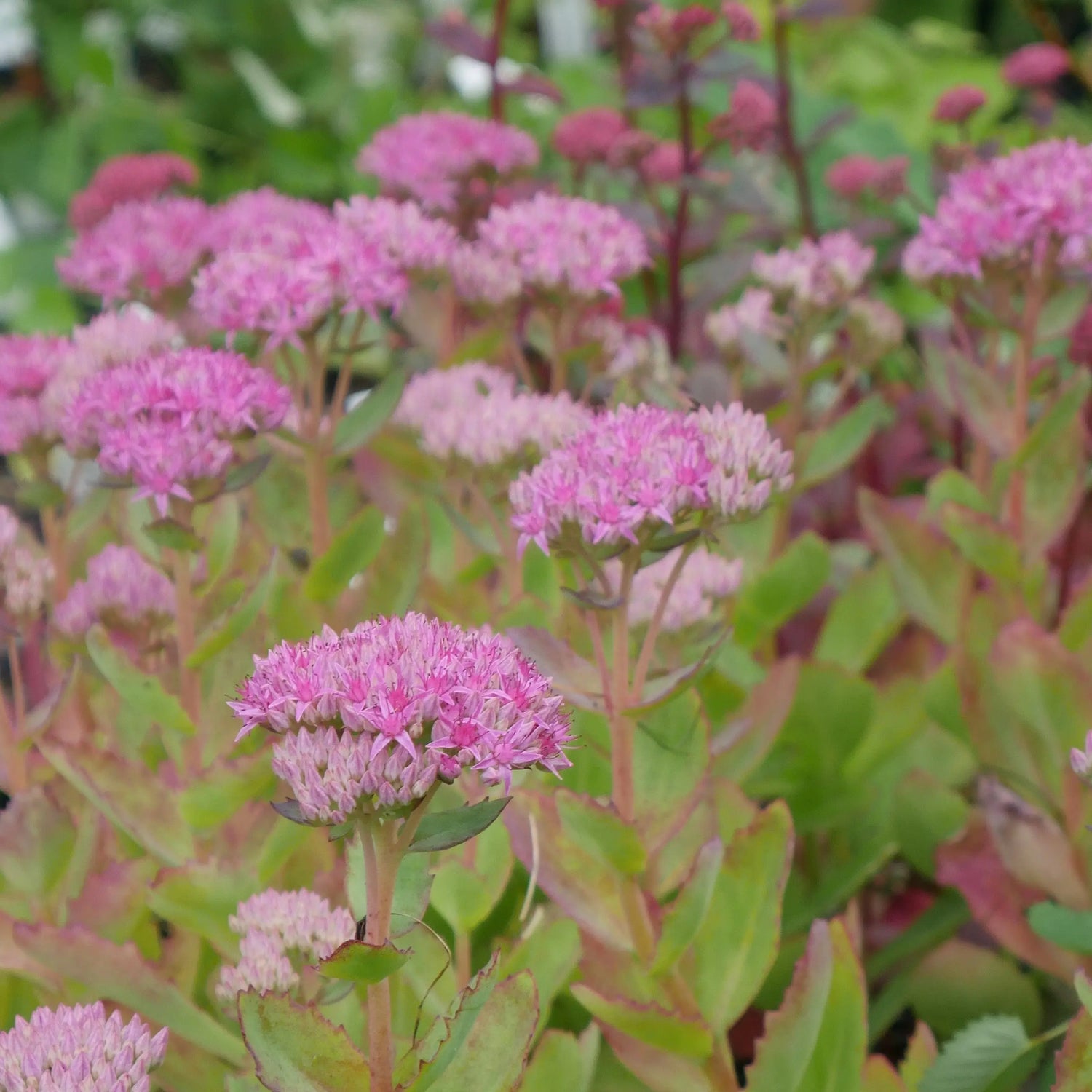 Sedum telephium 'Munstead Red'