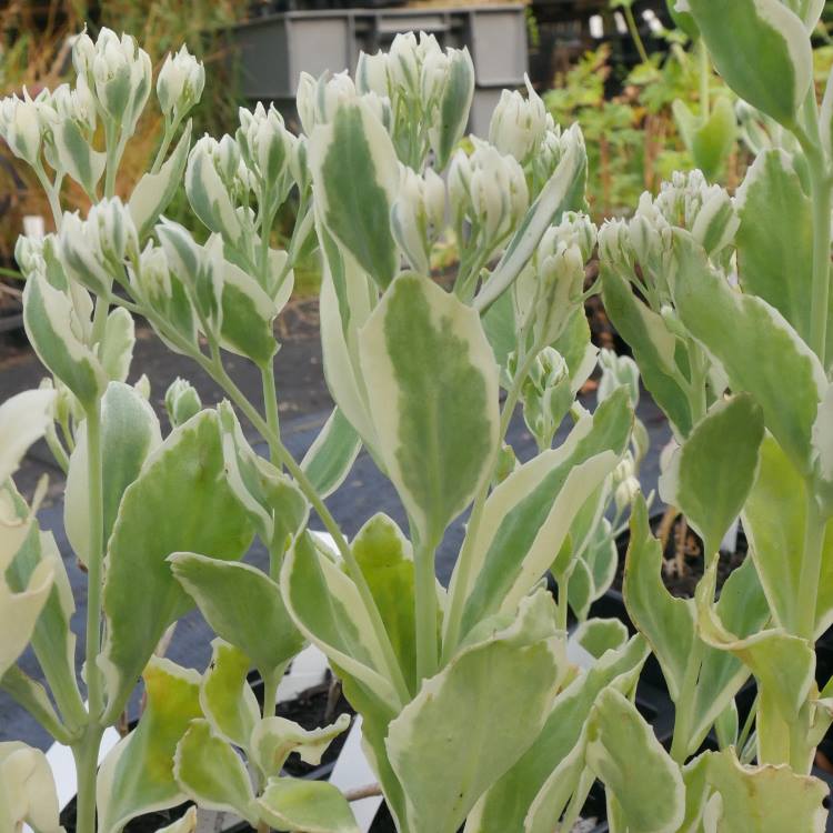 'Frosty Morn' features a unique variegated leaf pattern that includes rounded leaves with white edges. tall stems bearing clusters of small delicate soft pink flowers with pink carpels. add something different to a border.