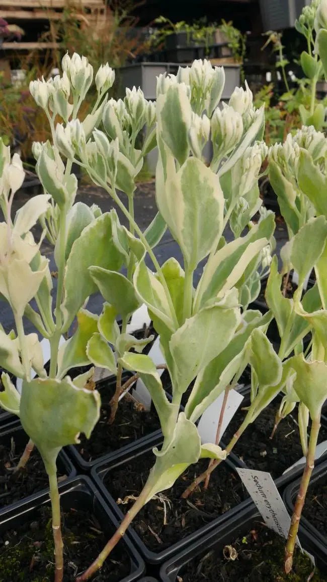 'Frosty Morn' features a unique variegated leaf pattern that includes rounded leaves with white edges. tall stems bearing clusters of small delicate soft pink flowers with pink carpels. Sedum erythrostictum 'Frosty Morn' will add something different to a border.