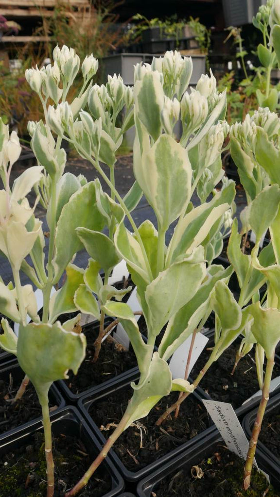 'Frosty Morn' features a unique variegated leaf pattern that includes rounded leaves with white edges. tall stems bearing clusters of small delicate soft pink flowers with pink carpels. add something different to a border.
