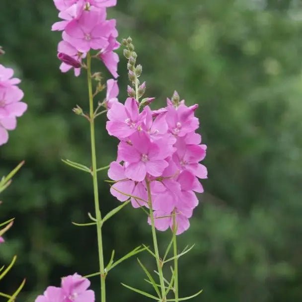 Produces striking upright racemes of open, rose-pink flowers in the summer. Sidalcea 'Rose Queen' sturdy, branching stems and lush green leaves make it a standout addition to any garden. 
