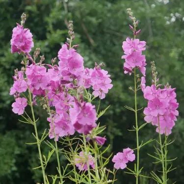 Produces striking upright racemes of open, rose-pink flowers in the summer. Sidalcea 'Rose Queen' sturdy, branching stems and lush green leaves make it a standout addition to any garden.