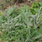 Dense forming perennial with oval, woolly, silver-grey leaves. low maintenance. none flowering variety, 