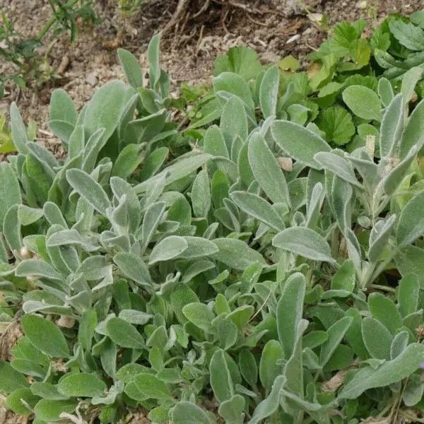 Dense forming perennial with oval, woolly, silver-grey leaves. low maintenance. none flowering variety, 