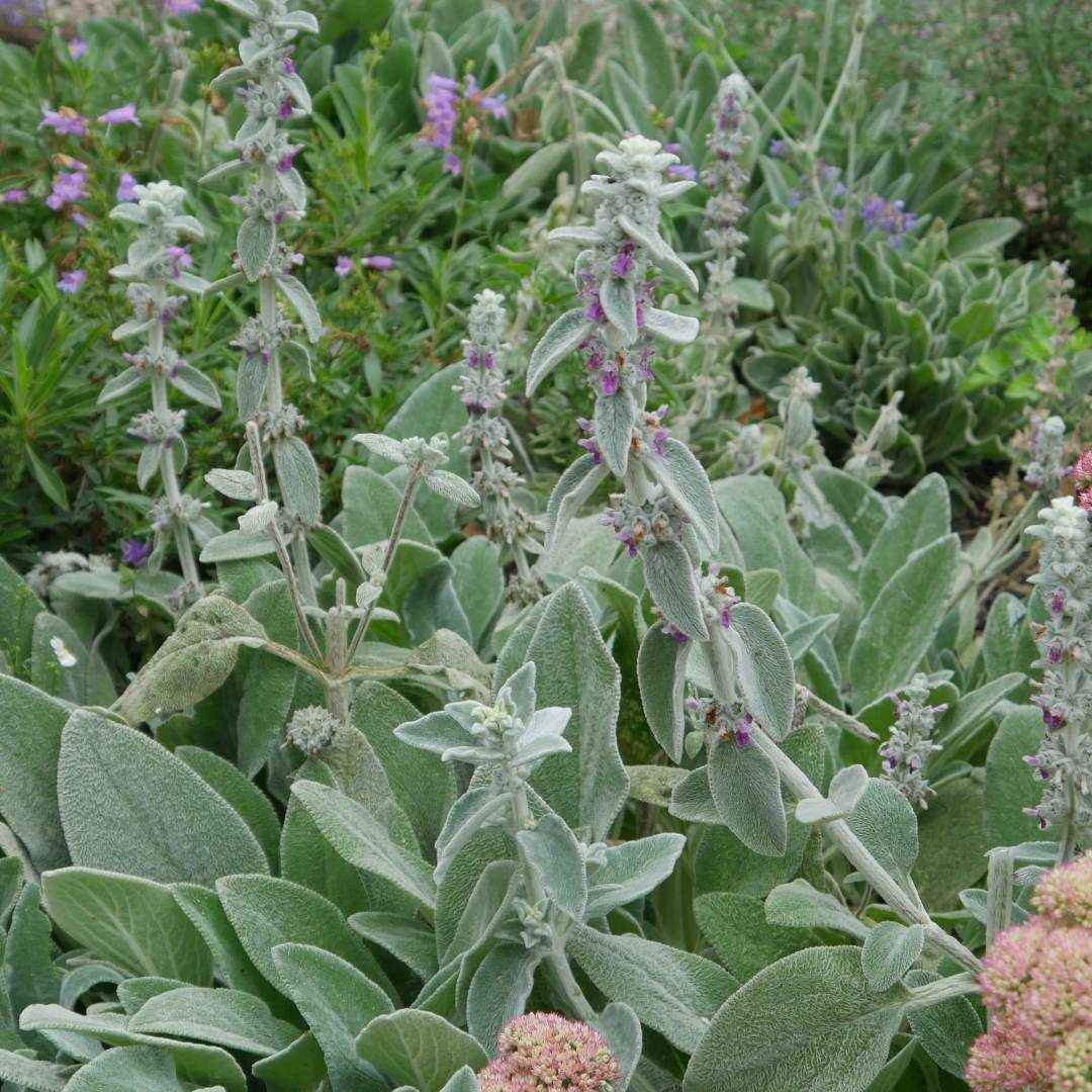 Stachys byzantina
