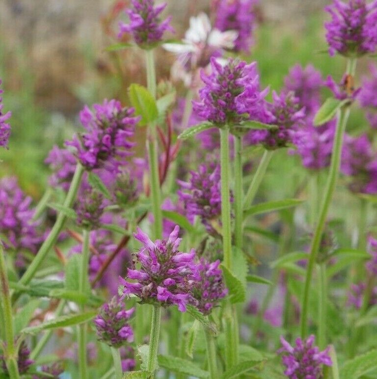 Upright spikes hold purple flowers above the dark green rosettes, perfect for ground cover.