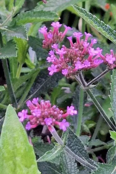 Dwarf cultivar with rough stems topped with clusters of small, Verbena bonariensis 'Lollipop' vibrant purple flowers that flower from summer through autumn. Its narrow, sparse foliage adds a refined, delicate texture,