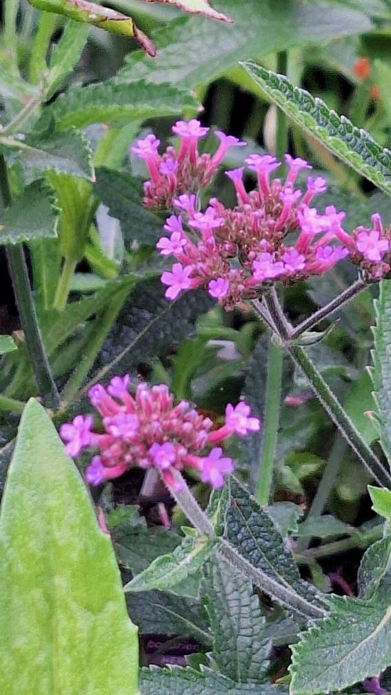 Dwarf cultivar with rough stems topped with clusters of small, vibrant purple flowers that flower from summer through autumn. Its narrow, sparse foliage adds a refined, delicate texture,
