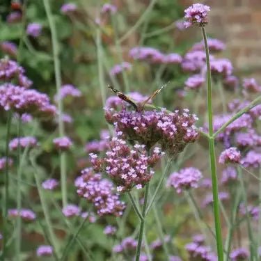 Distinguished herbaceous perennial that excels at providing vertical structure and sustained colour to border plantings.
