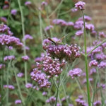 Distinguished herbaceous perennial that excels at providing vertical structure and sustained colour to border plantings.