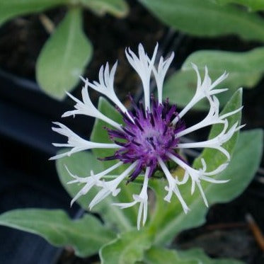 Dense clumps of grey-green foliage form a stunning backdrop for the colourful purple-eyed flower heads, each featuring an impressive ruff of long white florets. Perfect for a naturalized garden, 'Purple Heart' provides easy-going ground cover in sunny spots. Plus, it's a favourite of bees and butterflies.