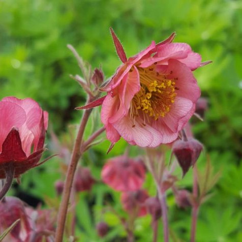 petite yet robust perennial that reaches a height of 45cm. It features distinctive basal leaves with well-defined lobes and reddish-brown stems, crowned with abundant semi-double, bell-shaped flowers in a striking red and coppery-pink hue