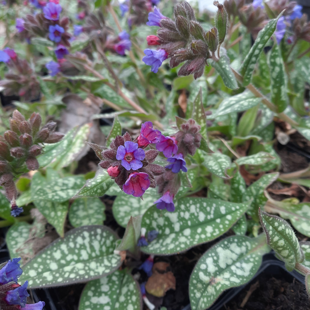 'Trevi Fountain' is a clump-forming, with short stems bears small bell shaped blue and pink flowers, that has clumps of green, oval leaves, with silvery grey blotches in spring.