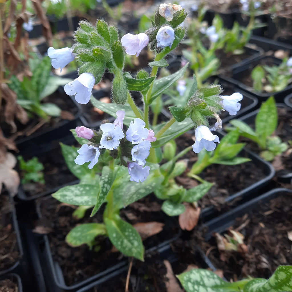 'Silver Bouquet' is a compact, bearing small clusters of bell-shaped, pale blue flowers, clump forming perennial, green leaves with evenly spotted with white, low growing plant perfect for adding colour to a shaded area.