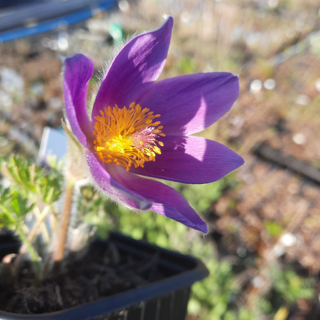 Elegant bell-shaped vibrant deep violet blooms yellow centre, another gorgeous Pulsatilla with divided basal leaves, make it an exquisite addition to any garden.