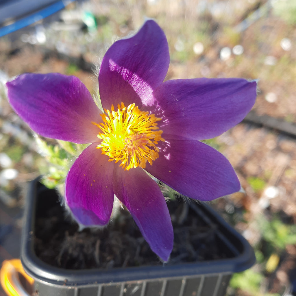 Elegant bell-shaped vibrant deep violet blooms yellow centre, another gorgeous Pulsatilla with divided basal leaves, make it an exquisite addition to any garden.