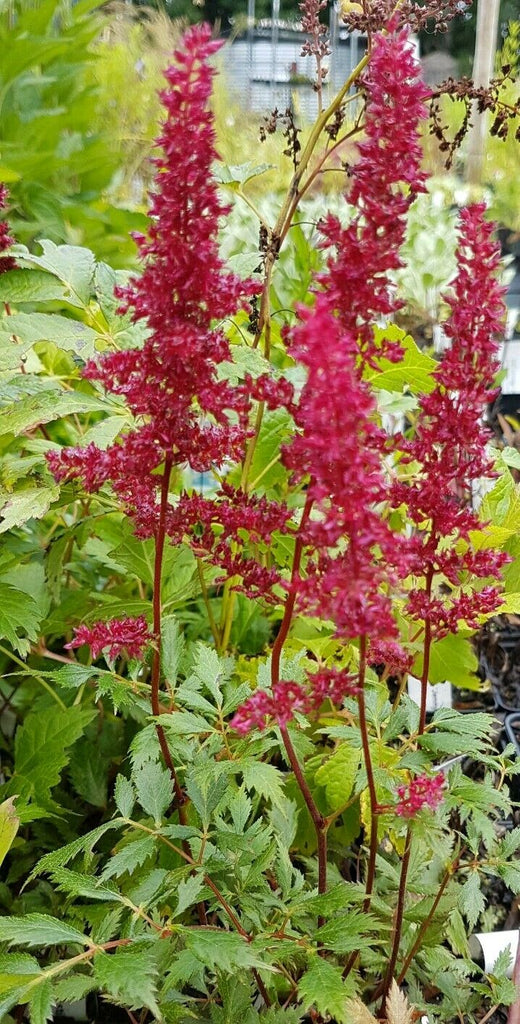 Spikes of bright crimson, red flowers on dark stems, bearing dark reddish-green, divided leaves a  in early summer.