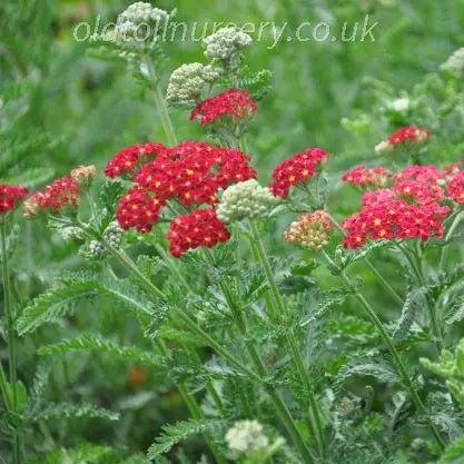 'Feathery silvery green leaves, on tall erect stems, clusters of rich red flowers with yellow centre. Long lasting, Achillea millefolium 'Strawberry Seduction' will flower to be enjoyed into early autumn.