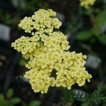 'Credo' is a semi-evergreen perennial with large clusters of small, flat heads of pale yellow flowers fading to cream with age, loves a sunny location with moist but well-drained soil. 