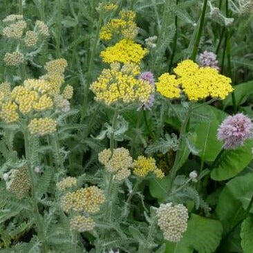  Achillea 'Moonshine' decorative flowers. With vibrant yellow flowers and feathery silver-grey scented foliage, this plant is a specular display that will flower throughout the summer months.