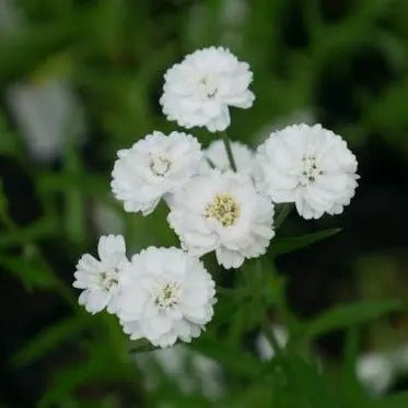 Clusters of double, white button flowers throughout summer.  narrowly lance-shaped, dark green leaves, Achillea ptarmica 'Double Diamond' makes an excellent addition to a mixed border bringing colour all summer long.