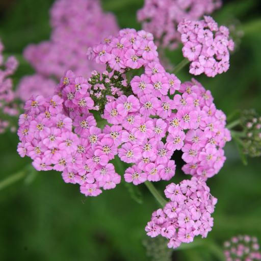 Large, flat heads of rosy lilac flowers, which will gradually fade to white. with fern-like, dark green leaves. perfect companion for Campanulas, Geraniums, Salvia's.