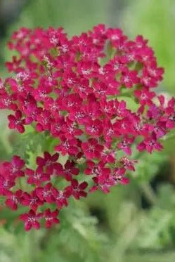 Dense clusters of Achillea 'Summerwine' crimson flowers fading with age, with finely divided, dark green leaves from summer into autumn, excellent addition to a mixed border bringing colour all summer long..